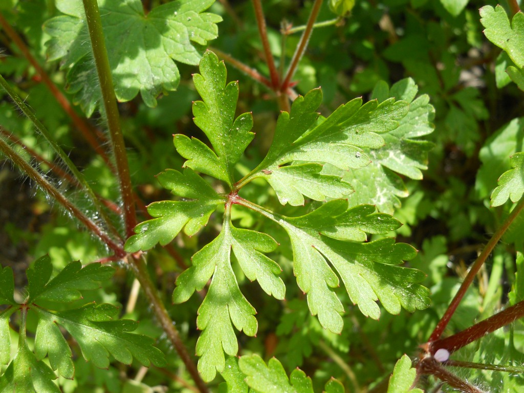 Geranium purpureum